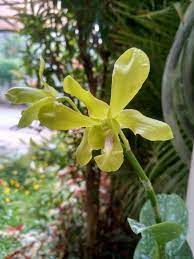 Pin Di Frontyard Plants