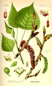 Image result for Salicaceae