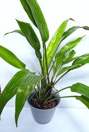 Image result for Dracaena aubryana