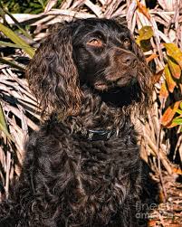 More boykin spaniel puppies / dog breeders and puppies in texas. Boykin Spaniel Portrait Photograph By Timothy Flanigan