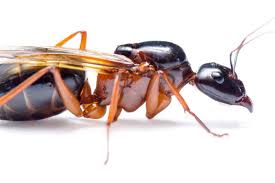 When the weather conditions are right and it's not raining, many ant colonies will participate simultaneously. How To Get Rid Of Carpenter Ants Getridofthings Com