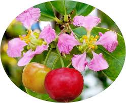 Image result for Malpighia