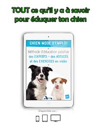Apprendre Les Tours De Base A Son Chien Bonheur Au Poil Chien Dresser Un Chien Education Chiot