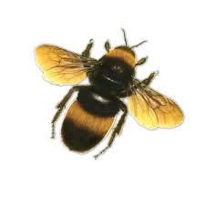 Download Bee Png 9 Hq Png Image Freepngimg 10,775 transparent png illustrations and cipart matching bee. download bee png 9 hq png image