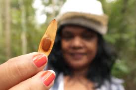 Sementes são Chave para Restaurar a Floresta Amazônica—e a IA pode acelerar  o processo