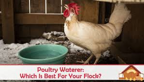 Poultry pro feeder diy port pvc gravity fed chicken feeder 3 ports and hole saw | use for buckets, barrels, bins, troughs | rain proof, weather resistant, no waste chicken feeders 168 $38.95 $ 38. Poultry Waterer Which Is Best For Your Flock The Happy Chicken Coop
