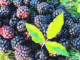 The base of the mulberry blossom swells and develops into a round, succulent fruit. Blackberry Vs Mulberry What S The Difference Foods Guy