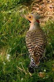 Michigan Bird With Black And White Striped Head Bird Pictures From Michigan Images Of Birds Pretty Birds Bird Wings Beautiful Birds