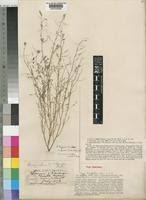 Image result for Indigofera subargentea