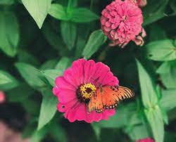 Coneflowers in a large clump will attract honey bees and all types of native bees and butterflies. Zinnias Will Attract Butterflies And Bees Horticulture