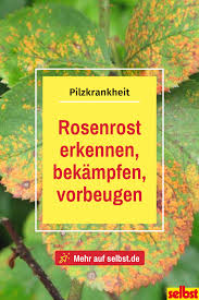 Rosenrost Erkennen Bekampfen Und Vorbeugen Selbst De Rosenkrankheiten Rosen Krankheiten Rosen