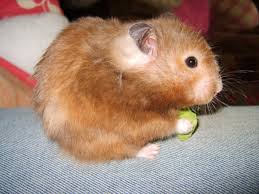 Syrian hamsters are the larger species and generally live longer then dwarf human eyes do not grow as we grow but our ears and nose do throughout our lives. Syrian Hamster Varieties Harvey Hams