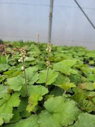 Image result for Nidorella ivifolia