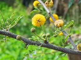 It is vulnerable to termite attack both at the seedling stage and as a developed crop. Shop 360 Garden Vachellia Nilotica Gum Arabic Tree Babul Thorn Mimosa Egyptian Acacia Thorny Acacia Acacia