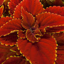 Image result for Coleus tetragonus