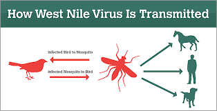 Puteți lua virusul west nile (wnv) dacă sunteți mușcat de un țânțar care transportă infecția. What Is West Nile Virus History Dangerous Forms