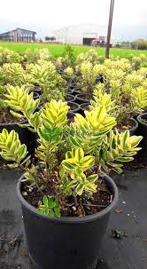 Image result for Hebe 'Andersonii'