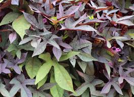 Check spelling or type a new query. 12 Plants That Are Perfect For Window Boxes Bob Vila