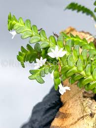 Image result for Angraecum distichum