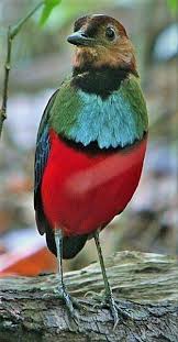 The Red Bellied Pitta Erythropitta Erythrogaster Guzel Kuslar Rengarenk Kuslar Hayvanlar