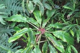 Image result for Palisota ambigua