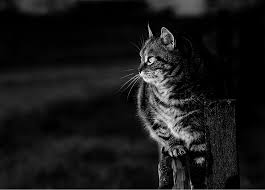 Black And White Tabby Cat Cat In Half Light Tabby Cat Cats Black And White Photographs