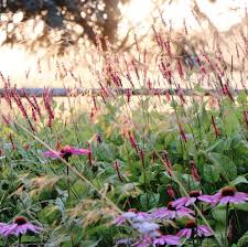 Image result for Persicaria