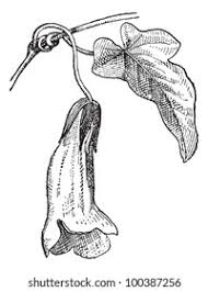 Image result for Usteria