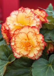 Image result for Begonia iucunda