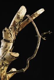 Image result for Ceropegia gracilior