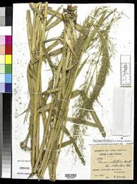 Image result for Panicum coloratum