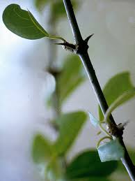 Image result for Pisonia aculeata