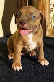 Get a puppy from american pitbulls now. American Pitbull Terrier Puppies Puppy Tri Xl Pitbull Puppies Ukc Tri For Sale In Santa Clarita California Classified Americanlisted Com