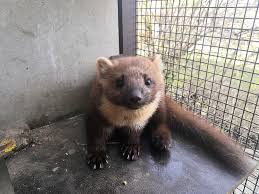 Image result for kuna lesní obrázky