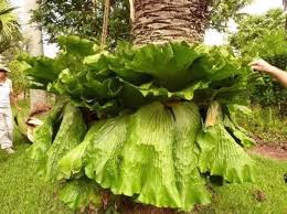 Image result for Platycerium elephantotis