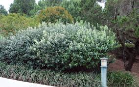 Image result for Feijoa sellowiana