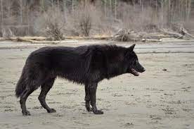 Alaskan Noble Companion Dog Google Search Cute Animals Wolf Dog Companion Dog