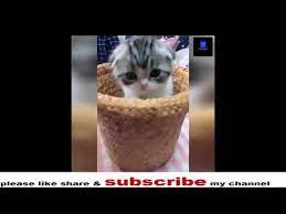 Funny Cats Https Www Youtube Com Watch V 9rgjfit9jqi Funny Cats Funny Cat Videos Funny