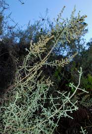 Image result for Stoebe vulgaris