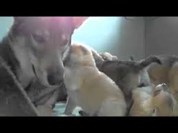 The tamaskan is a pack dog and does not like to be left alone for a long period of time. Where To Find Tamaskan Puppies For Sale Dogable