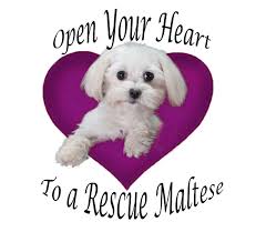 Dog + human = family. Pets For Adoption At Maltese Rescue California In Escondido Ca Petfinder