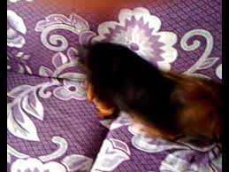 Terjemah nahwu wadhih juz 3 pdf. Bghy