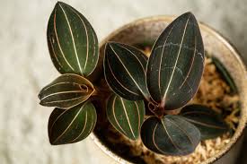These ludisia discolor propagate well. Ludisia Orchids Plant Care Growing Guide