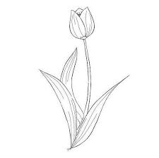 Diantara beragam jenis bunga di dunia ini, bunga tulip atau memiliki nama latin tulipa merupakan salah satu yang paling dikagumi banyak orang. Gambar Bunga Tulip Simple