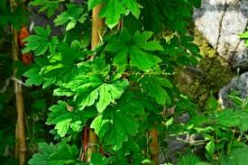 Image result for Momordica corymbifera