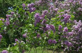 Sensation Lilac For Sale At Maples N More Nursery Syringa Vulgaris Bamboo Stakes Lilac