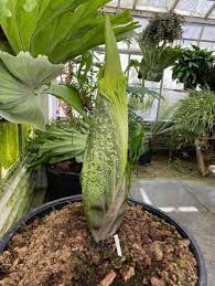 Cal Poly Hosts Viewing Of Rare Corpse Flower Bloom Cal Poly News Cal Poly San Luis Obispo Corpse Flower Corpse Flower Bloom Titan Arum