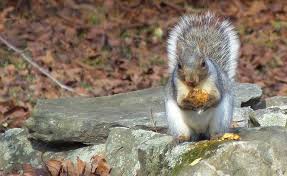 Don't miss ty ty's wildlife tree sale. Bulletin 7126 Wild Apple Trees For Wildlife Cooperative Extension Publications University Of Maine Cooperative Extension