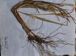 Image result for Paspalum scrobiculatum