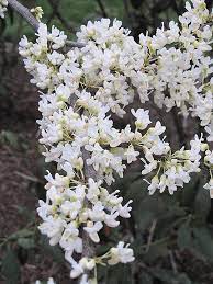 Sep 08, 2021 · flowering dogwood is recognized by most people for its spring floral display that can be white or pink. Texas White Redbud Cercis Canadensis Texas White In Greensboro High Point Winston Salem Summerfield North Carolina Nc At New Garden Landscaping Nursery